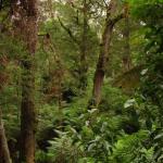 Malt Rest (Otway Park) - Rainforest walk